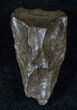 Large Triceratops Shed Tooth - Montana #13397-1